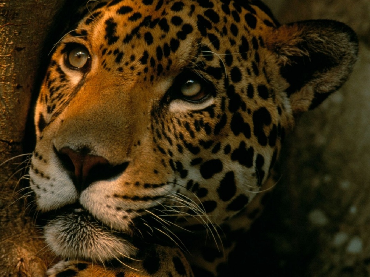Día Mundial De La Conservación Del Jaguar
