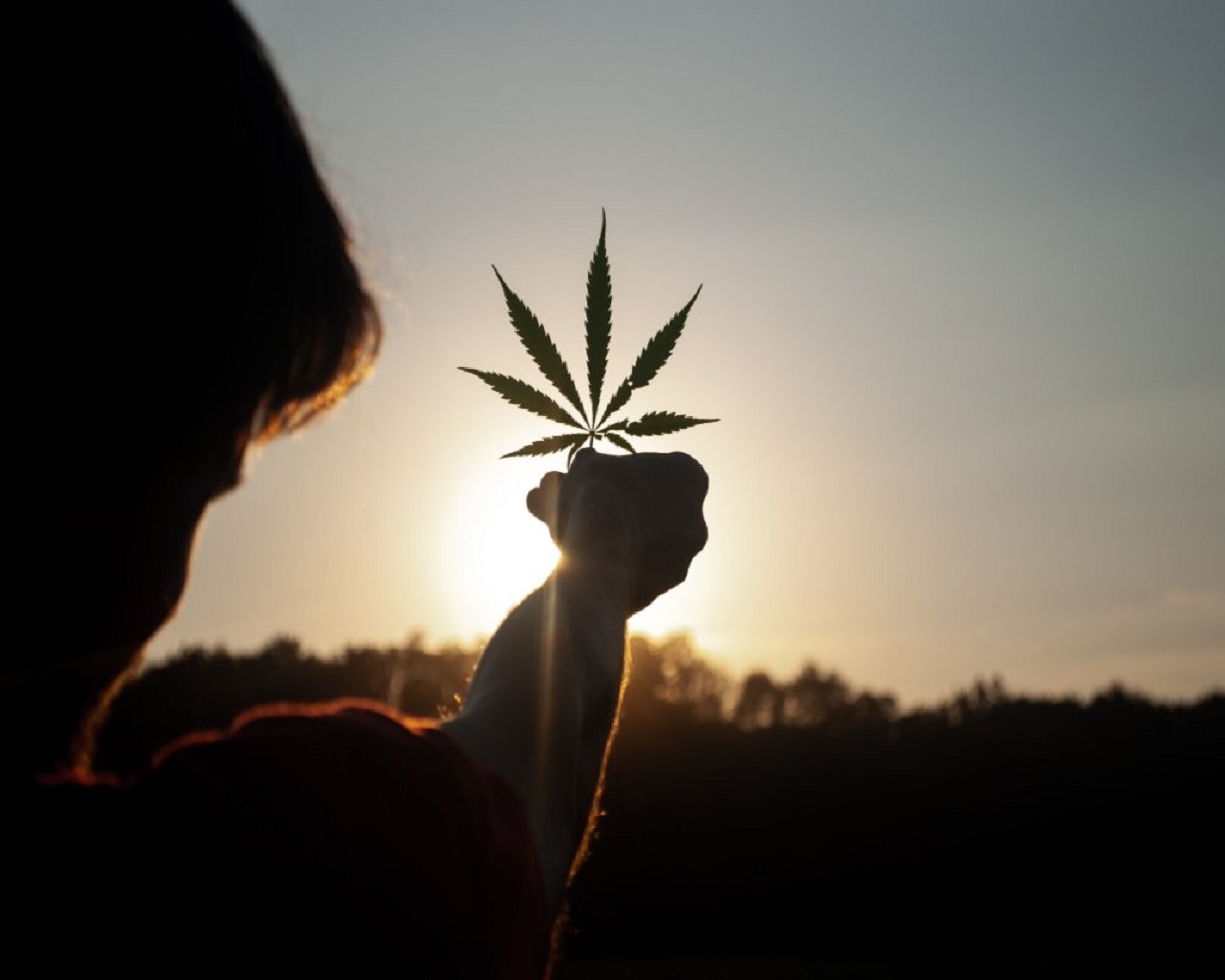 Scjn Declara Inconstitucional La Producción De Fibra De Cannabis Con Fines Industriales