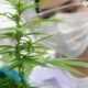 Estudio Revela Que Dos Ácidos En Planta De Cannabis Puede Evitar Covid-19