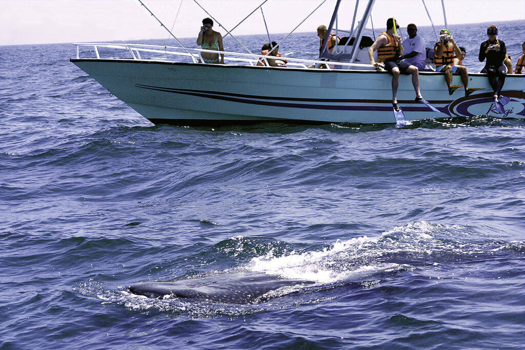 Guía básica para nadar con tiburón ballena en Cancún Toma nota de todo lo que tienes que saber antes de nadar con el tiburón ballena en Cancún, y disfruta esta actividad al máximo y sin sorpresas.  https://larevistadelsureste.com