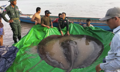 La Raya 'Luna Llena', El Pez De Agua Dulce Más Grande Del Mundo Una Raya De 300 Kg Atrapada En El Río Mekong En Camboya Es El Pez De Agua Dulce Más Grande Jamás Documentado, Afirma Un Grupo De Expertos. Https://Larevistadelsureste.com