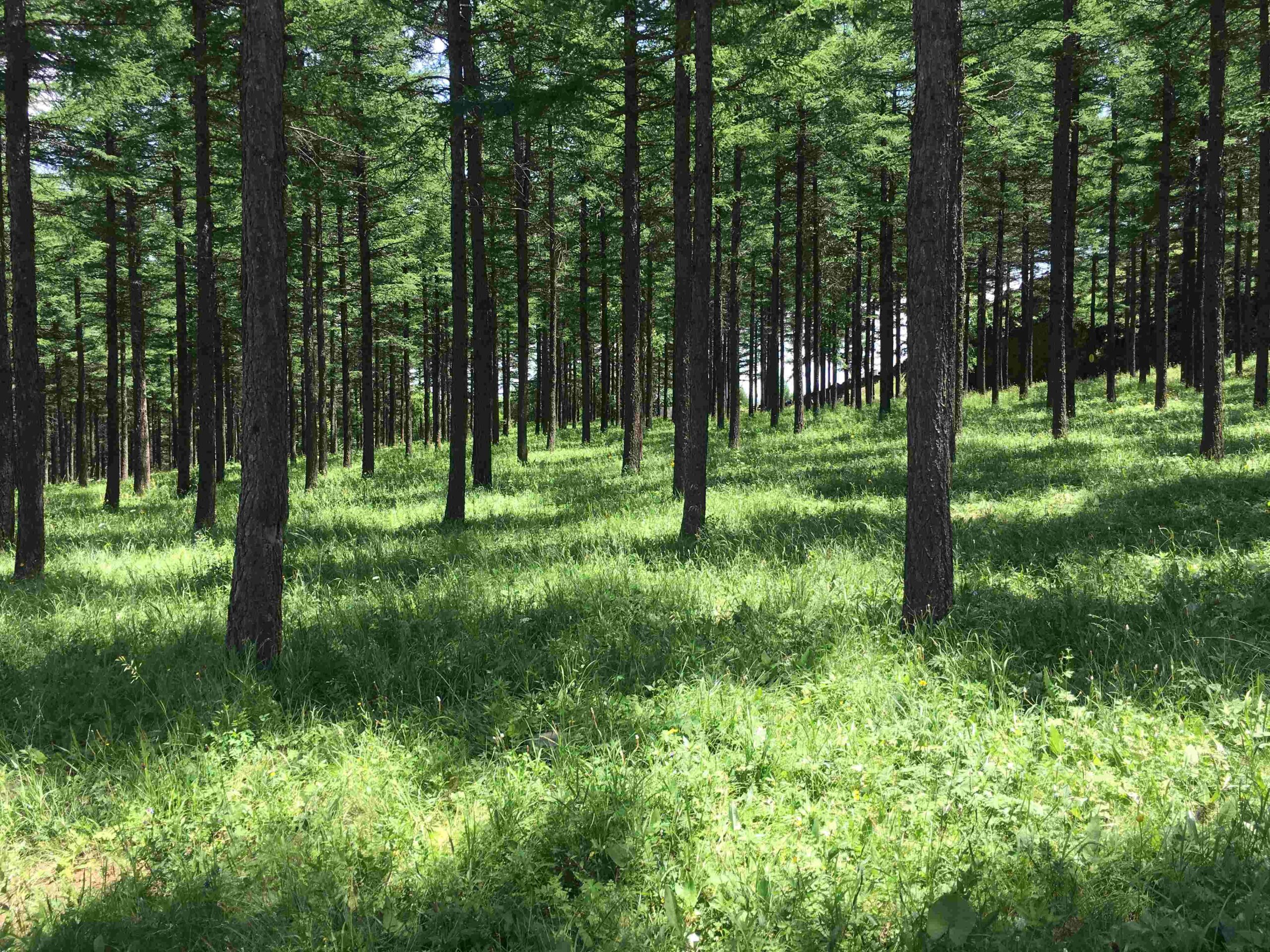 Saihanba, el bosque artificial más grande del mundo creado en un desierto Con el fin de beneficiar al medio ambiente, China ha creado el bosque artificial de Saihanba; hogar de más de 1,800 especies vegetales y animales.  https://larevistadelsureste.com