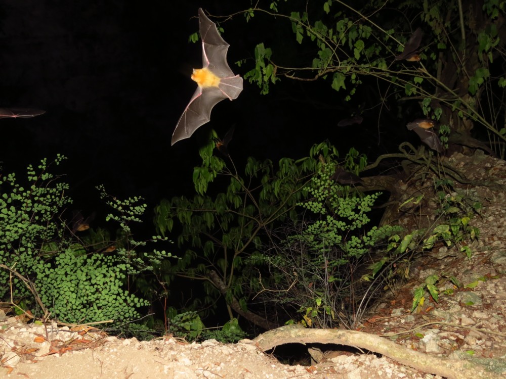 El Volcán de los Murciélagos, una experiencia única en Campeche Una de ellas es el volcán de los murciélagos en Calakmul, hogar de más de dos millones de murciélagos y uno de los únicos escenarios de este tipo en todo el mundo. ¡Conócelo ya!   https://larevistadelsureste.com