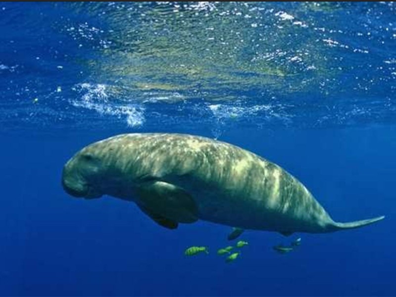 Declaran extinto uno de los gigantes más mansos del océano; el dugongo Una investigación dirigida por la Sociedad Zoológica de Londres (ZSL), y la Academia de Ciencias de China, llevó a los científicos a declarar "funcionalmente extinto", a uno de los gigantes más mansos del océano, el dugongo (Dugong dugon), un mamífero herbívoro de la familia de los sirenios. https://larevistadelsureste.com Declaran extinto uno de los gigantes más mansos del océano; el dugongo Una investigación dirigida por la Sociedad Zoológica de Londres (ZSL), y la Academia de Ciencias de China, llevó a los científicos a declarar "funcionalmente extinto", a uno de los gigantes más mansos del océano, el dugongo (Dugong dugon), un mamífero herbívoro de la familia de los sirenios. https://larevistadelsureste.com