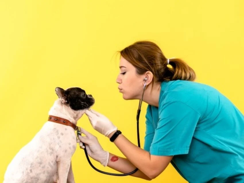Día del Veterinario en México: Conoce la importancia de esta carrera