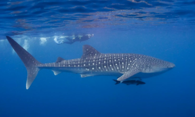 Día Internacional del Tiburón Ballena El Día Internacional del tiburón ballena se celebra desde el 2008 con la intención de promover la conservación de esta extraordinaria especie, la cual se estima que habita la tierra desde hace 60 millones de años. https://larevistadelsureste.com
