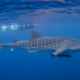 Día Internacional del Tiburón Ballena El Día Internacional del tiburón ballena se celebra desde el 2008 con la intención de promover la conservación de esta extraordinaria especie, la cual se estima que habita la tierra desde hace 60 millones de años. https://larevistadelsureste.com
