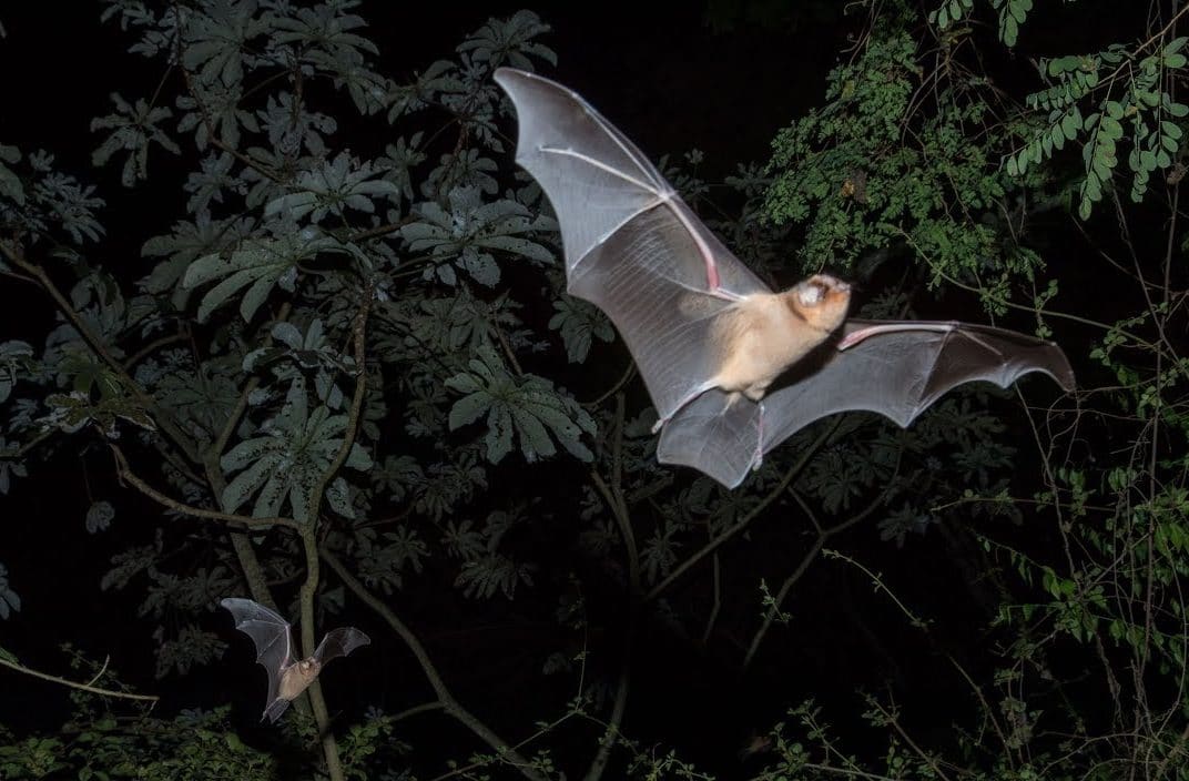 El Volcán de los Murciélagos, una experiencia única en Campeche Una de ellas es el volcán de los murciélagos en Calakmul, hogar de más de dos millones de murciélagos y uno de los únicos escenarios de este tipo en todo el mundo. ¡Conócelo ya!   https://larevistadelsureste.com