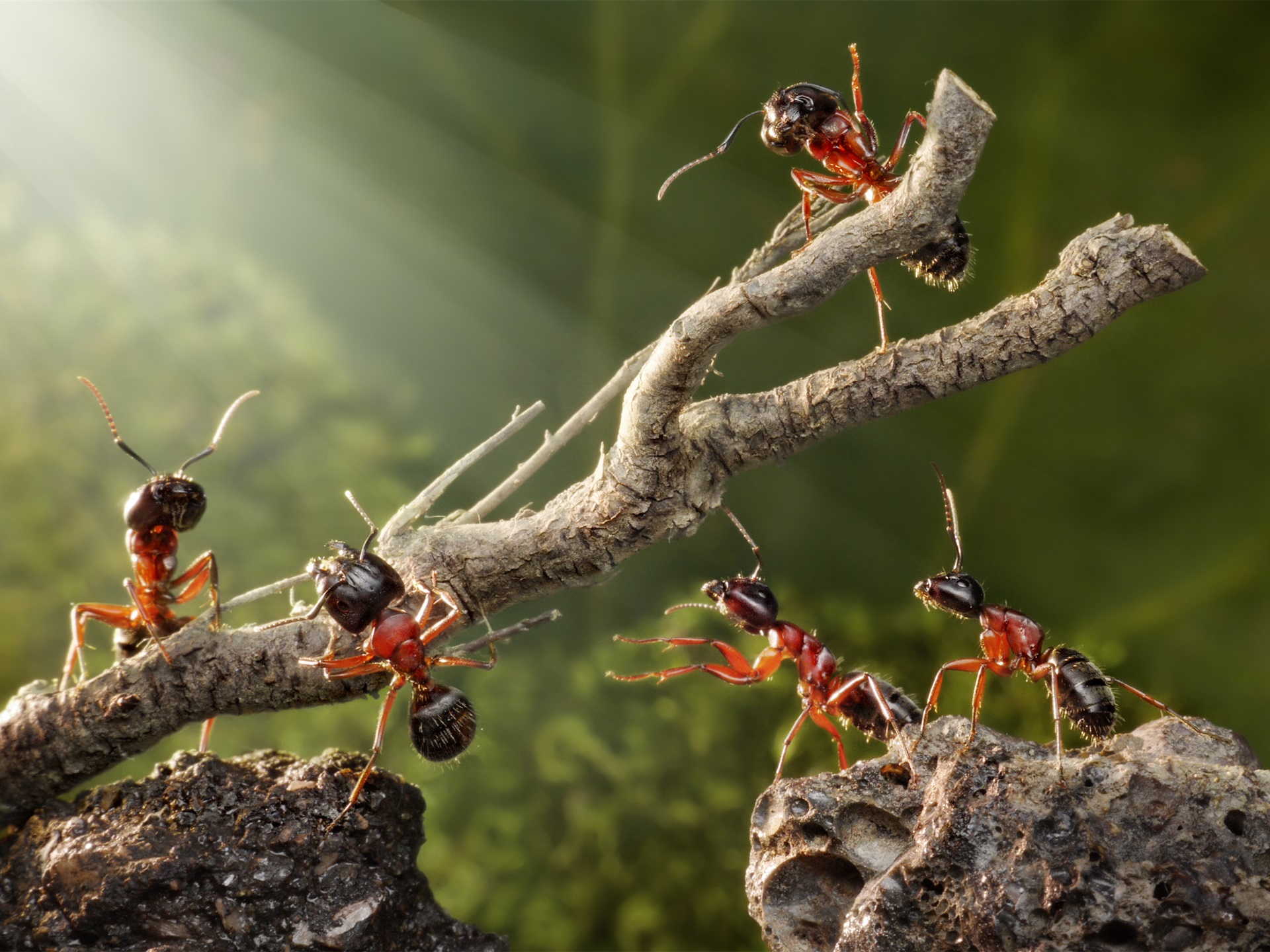 Científicos calculan cuántas hormigas hay en el mundo Las hormigas se han convertido en uno de los insectos más interesantes de investigar, no solo por su forma de trabajar y establecer relaciones de poder.    https://larevistadelsureste.com