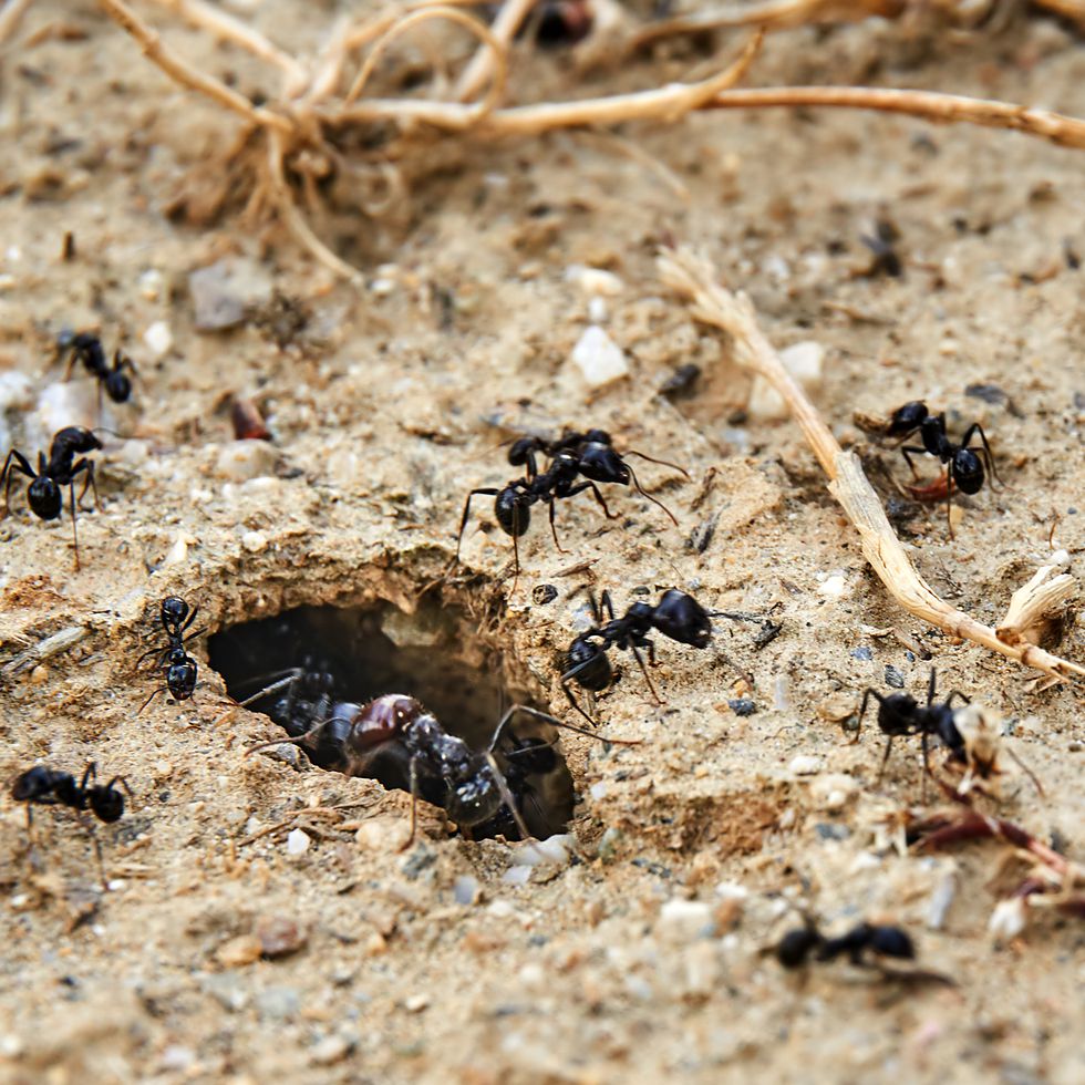 Científicos Calculan Cuántas Hormigas Hay En El Mundo Las Hormigas Se Han Convertido En Uno De Los Insectos Más Interesantes De Investigar, No Solo Por Su Forma De Trabajar Y Establecer Relaciones De Poder. &Nbsp;&Nbsp; Https://Larevistadelsureste.com