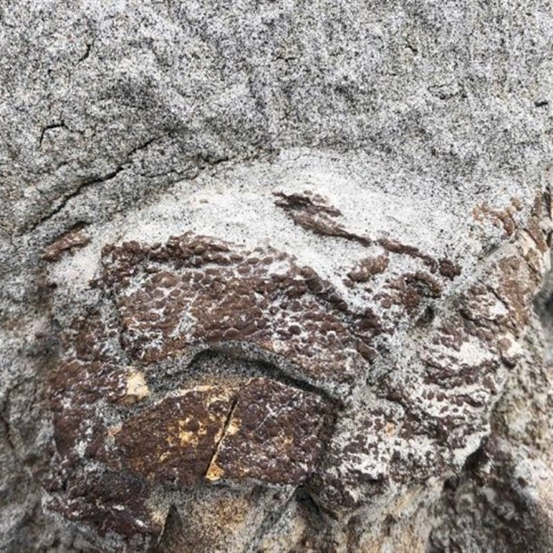 Descubren extraño fósil de dinosaurio que aún conserva piel