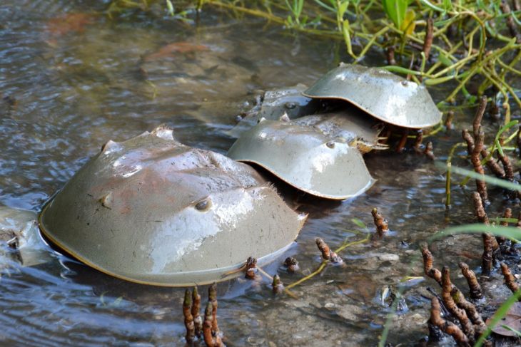 Cacerolita De Mar, El Fósil Viviente Que Habita La Península De Yucatán Con La Particularidad De Que Su Sangre, Que Es De Color Azul, Ayuda A Detectar Enfermedades En Humanos, La Cacerolita De Mar (Limulus Polyphemus) Es Uno De Los Animales Más Antiguos Del Planeta Y La Cual Es Necesario Preservar Para Las Futuras Generaciones.   Https://Larevistadelsureste.com