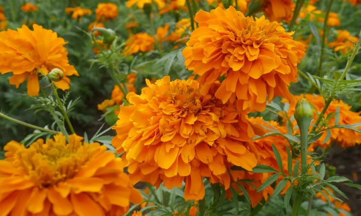 ¿Cómo conservar en buen estado tus flores de cempasúchil?