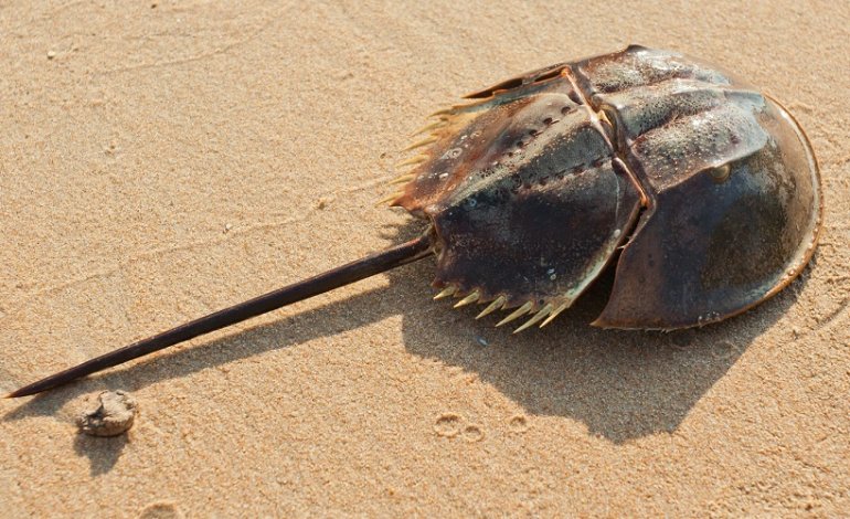 Cacerolita De Mar, El Fósil Viviente Que Habita La Península De Yucatán Con La Particularidad De Que Su Sangre, Que Es De Color Azul, Ayuda A Detectar Enfermedades En Humanos, La Cacerolita De Mar (Limulus Polyphemus) Es Uno De Los Animales Más Antiguos Del Planeta Y La Cual Es Necesario Preservar Para Las Futuras Generaciones.   Https://Larevistadelsureste.com