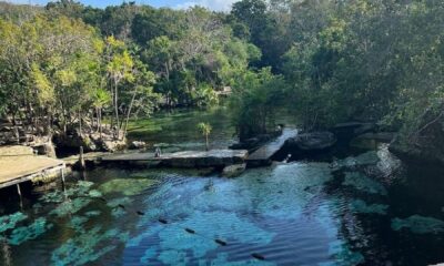 Conoce el Cenote Azul, una maravilla natural en la Riviera Maya Conoce el cenote Azul es de tipo abierto uno de los mas antiguos https://larevistadelsureste.com