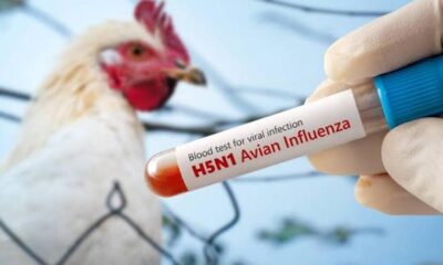 Detecta Salud El Primer Caso De Influenza Aviar H5N1 En México La Secretaría De Salud Informa La Detección Del Primer Caso Humano De Influenza Aviar A (H5N1) En México.&Nbsp; Https://Larevistadelsureste.com