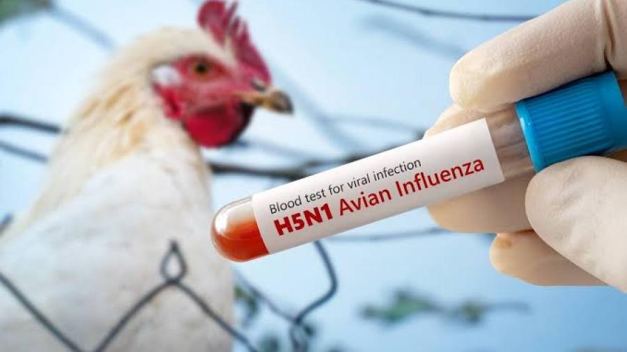 Detecta Salud El Primer Caso De Influenza Aviar H5N1 En México La Secretaría De Salud Informa La Detección Del Primer Caso Humano De Influenza Aviar A (H5N1) En México.&Nbsp; Https://Larevistadelsureste.com