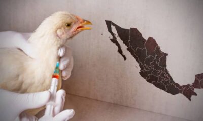 Fallece El Primer Caso De Influenza Aviar A H5N1 En México, Confirma Salud La Secretaría De Salud Confirmó La Defunción Del Primer Caso Humano De Influenza Aviar A (H5N1) En México. Https://Larevistadelsureste.com