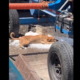 Perrito Callejero Se Refugia En Máquina De Hielo Para Sobrevivir Al Calor Extremo En Yucatán Un Perrito Callejero Fue Captado Dentro De Una Máquina De Hielo En Yucalpetén, Yucatán, En Un Intento Por Aliviarse Del Calor Extremo. Https://Larevistadelsureste.com