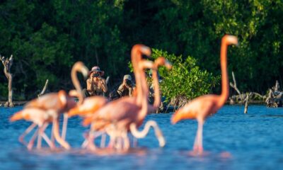 Yucatán fortalece presencia global con 22 campañas internacionales de promoción turística Yucatán activa 22 campañas turísticas globales con grandes operadoras internacionales, consolidando su proyección como destino cultural, natural y gastronómico de clase mundial. https://larevistadelsureste.com