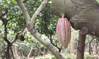 Tabasco impulsa rescate genético del cacao en la “Finca El Morralero”. Desde el Jardín Clonal, que posee una riqueza varietal calificada como única en el mundo, la SEDAP fortalece la producción de plantas de cacao, logrando ya casi 200 mil plantas listas para ser entregadas a los productores. https://larevistadelsureste.com