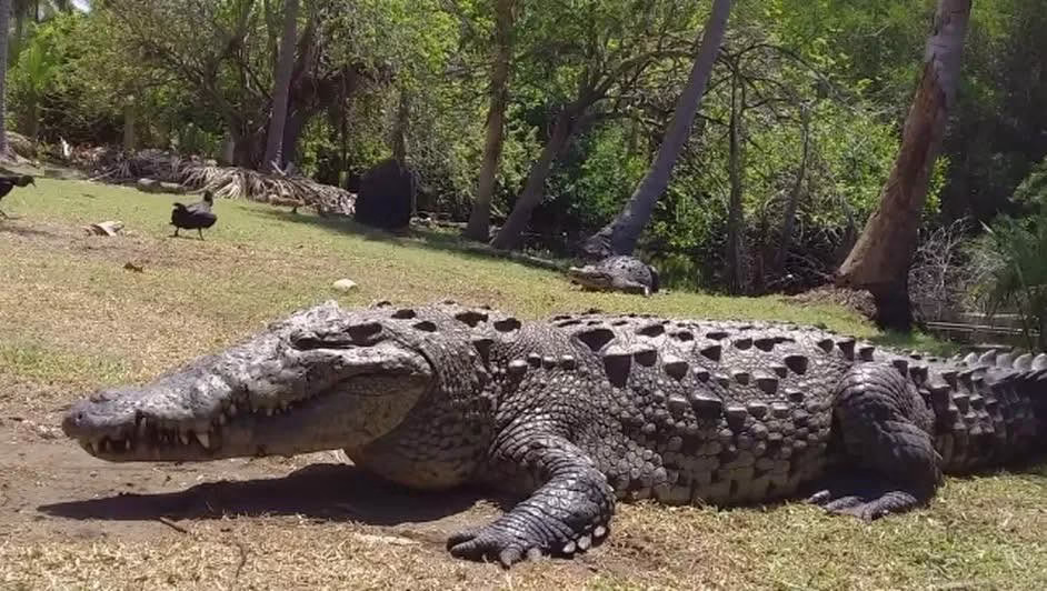 Muere el “Tío Lucho”, legendario cocodrilo de 50 años en la Laguna Ventanilla, Oaxaca El legendario cocodrilo “Tío Lucho”, de 50 años y más de 4 metros de longitud, murió en la Laguna Ventanilla, Oaxaca, tras un enfrentamiento con otro ejemplar; autoridades ambientales investigan el caso. https://larevistadelsureste.com