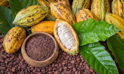 Tabasco, Chiapas y Veracruz: los destinos donde el cacao es identidad, economía y sabor En Tabasco, la famosa Ruta del Cacao ofrece recorridos por haciendas cacaoteras donde los visitantes descubren el proceso artesanal del chocolate y la herencia olmeca que trascendió fronteras. https://larevistadelsureste.com