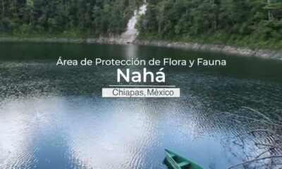 Nahá celebra 27 años como Área de Protección de Flora y Fauna en Chiapas El Área de Protección de Flora y Fauna Nahá, ubicada al norte de la Selva Lacandona, Chiapas, conmemora 27 años desde su decreto como zona natural protegida. https://larevistadelsureste.com