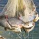 Conapesca capacita a 1,425 acuacultoras y acuacultores en 13 estados, para impulsar los cultivos de tilapia y ostión La Secretaría de Agricultura y Desarrollo Rural (AGRICULTURA), a través de la Comisión Nacional de Acuacultura y Pesca (Conapesca), reporta la capacitación de mil 425 acuacultoras y acuacultores en 128 unidades de producción de 13 entidades federativas: Nayarit, Michoacán, Colima, Ciudad de México, Estado de México, Tamaulipas, Veracruz, Tlaxcala, Puebla, Morelos, Hidalgo, Oaxaca y Tabasco. https://larevistadelsureste.com