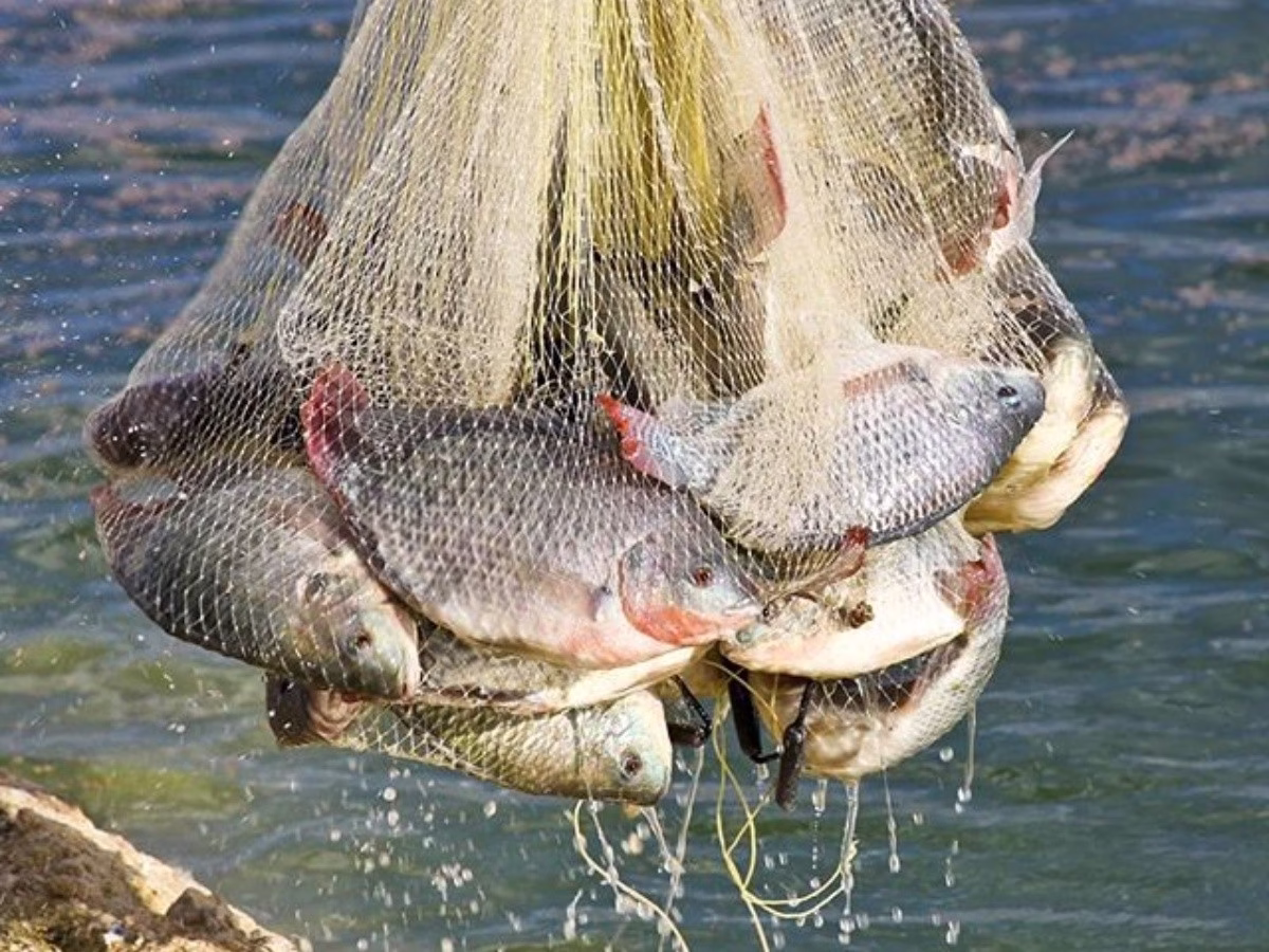 Conapesca capacita a 1,425 acuacultoras y acuacultores en 13 estados, para impulsar los cultivos de tilapia y ostión La Secretaría de Agricultura y Desarrollo Rural (AGRICULTURA), a través de la Comisión Nacional de Acuacultura y Pesca (Conapesca), reporta la capacitación de mil 425 acuacultoras y acuacultores en 128 unidades de producción de 13 entidades federativas: Nayarit, Michoacán, Colima, Ciudad de México, Estado de México, Tamaulipas, Veracruz, Tlaxcala, Puebla, Morelos, Hidalgo, Oaxaca y Tabasco. https://larevistadelsureste.com