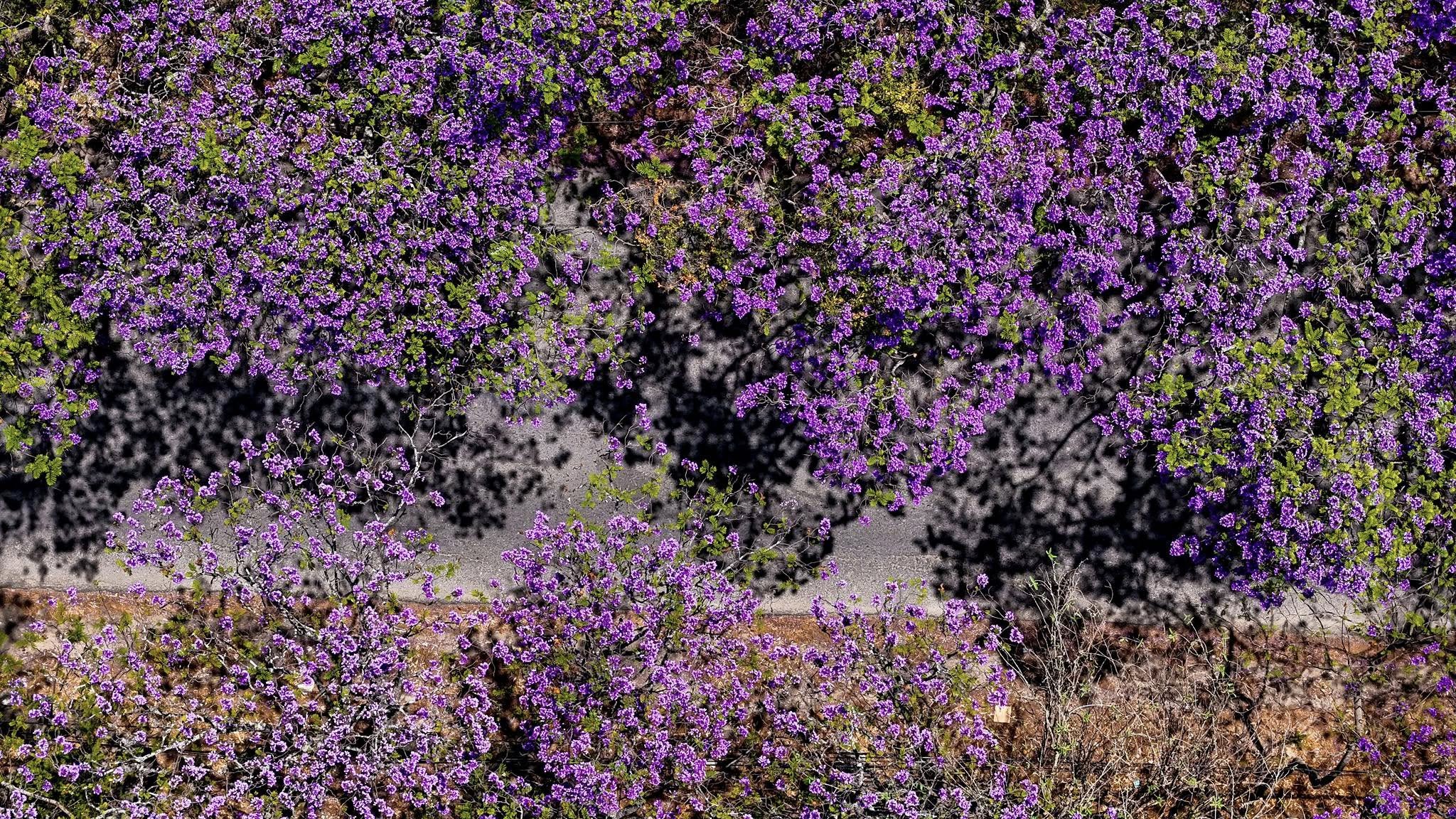 Las flores presentan un intenso color violeta y morado vibrante que cubre densamente las ramas, intercaladas con pequeñas hojas verdes.