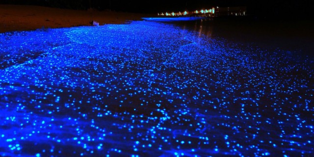 Bioluminiscencia Se Hace Presente En Lagunas De Oaxaca