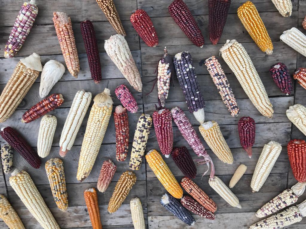 Scjn Ratifica Protección De Maíces Nativos En México