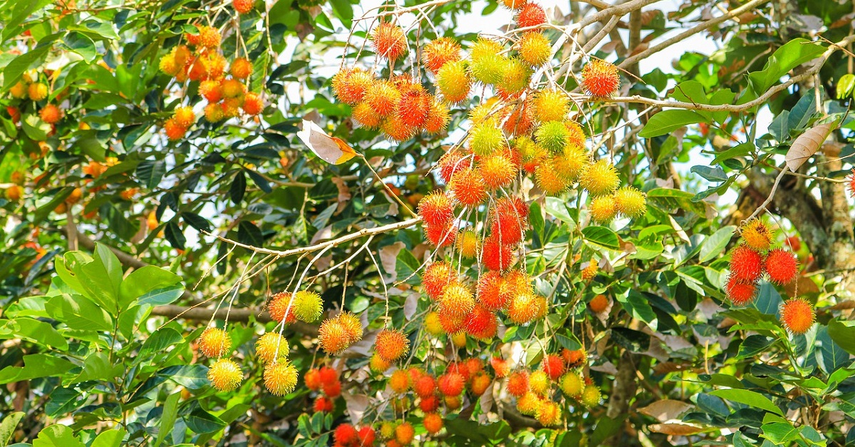 Rambután El Fruto Exótico De Chiapas