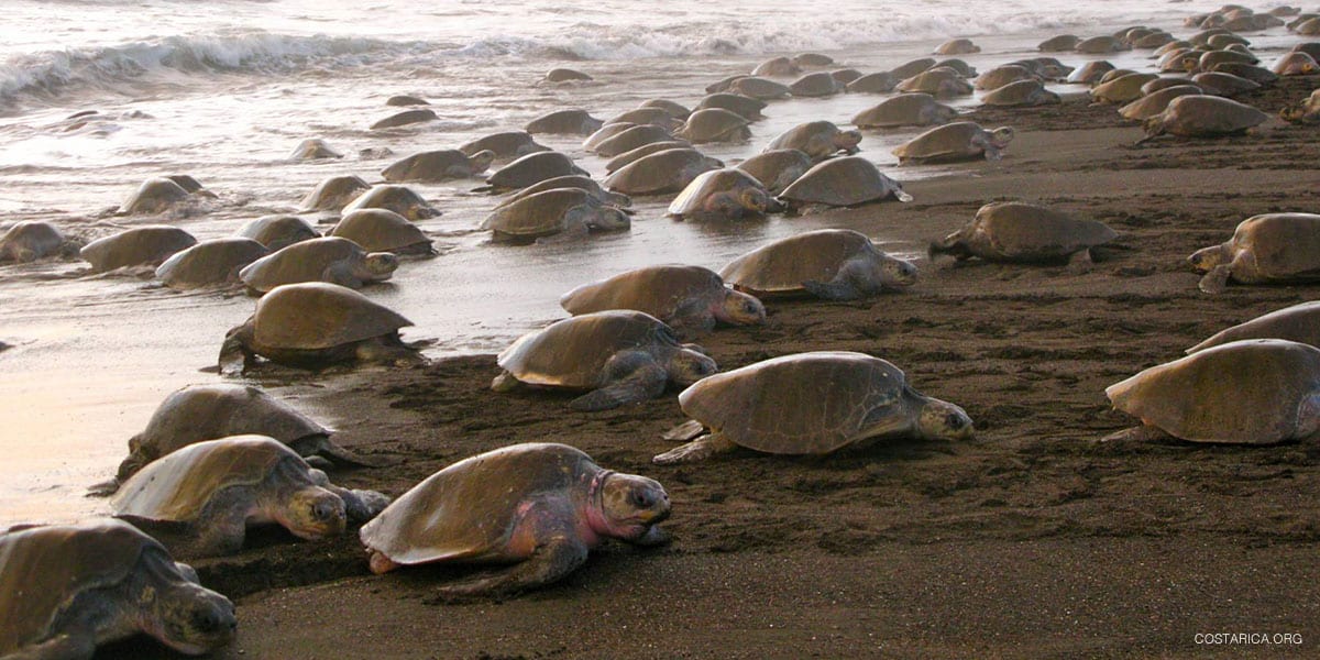 Miles de tortugas golfinas arriban a “La Escobilla” en Oaxaca