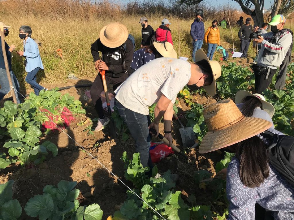 Comienzan Preparativos Para La Noche De Rábanos En Oaxaca