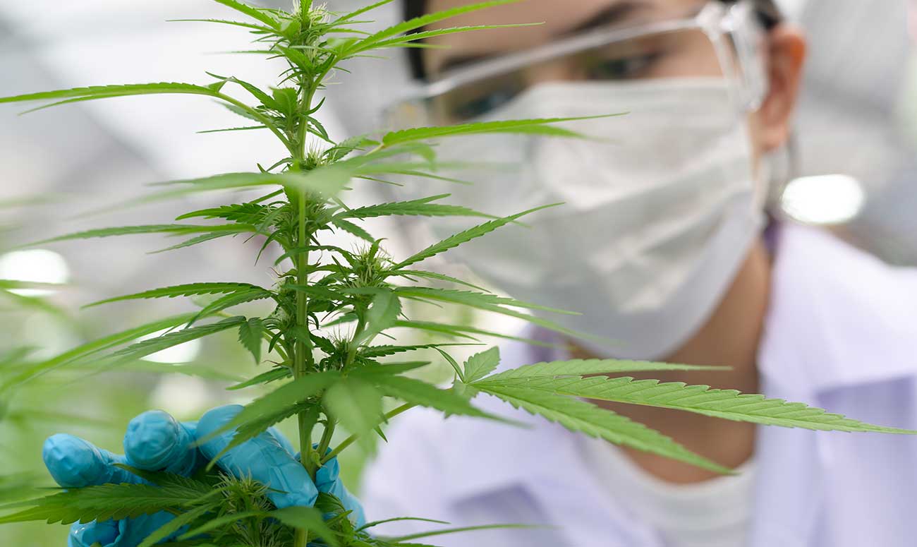 Estudio revela que dos ácidos en planta de cannabis puede evitar Covid-19