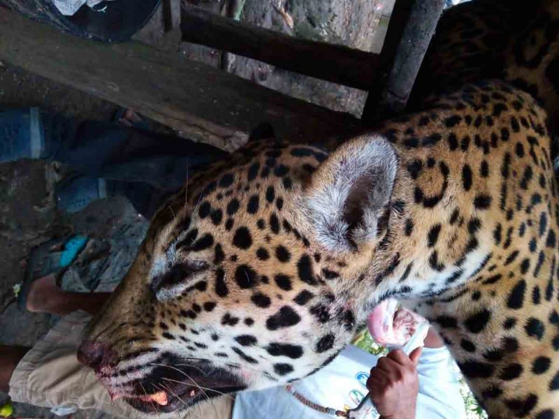 Cazadores asesinan a jaguar en Campeche
