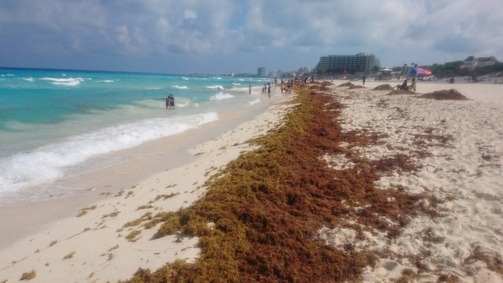 Alta presencia de sargazo en el Atlántico alerta a Q. Roo