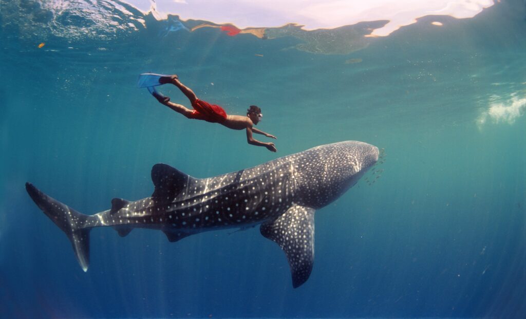 10 actividades extremas y de adrenalina en cancún la revista del sureste mx Tiburon Ballena