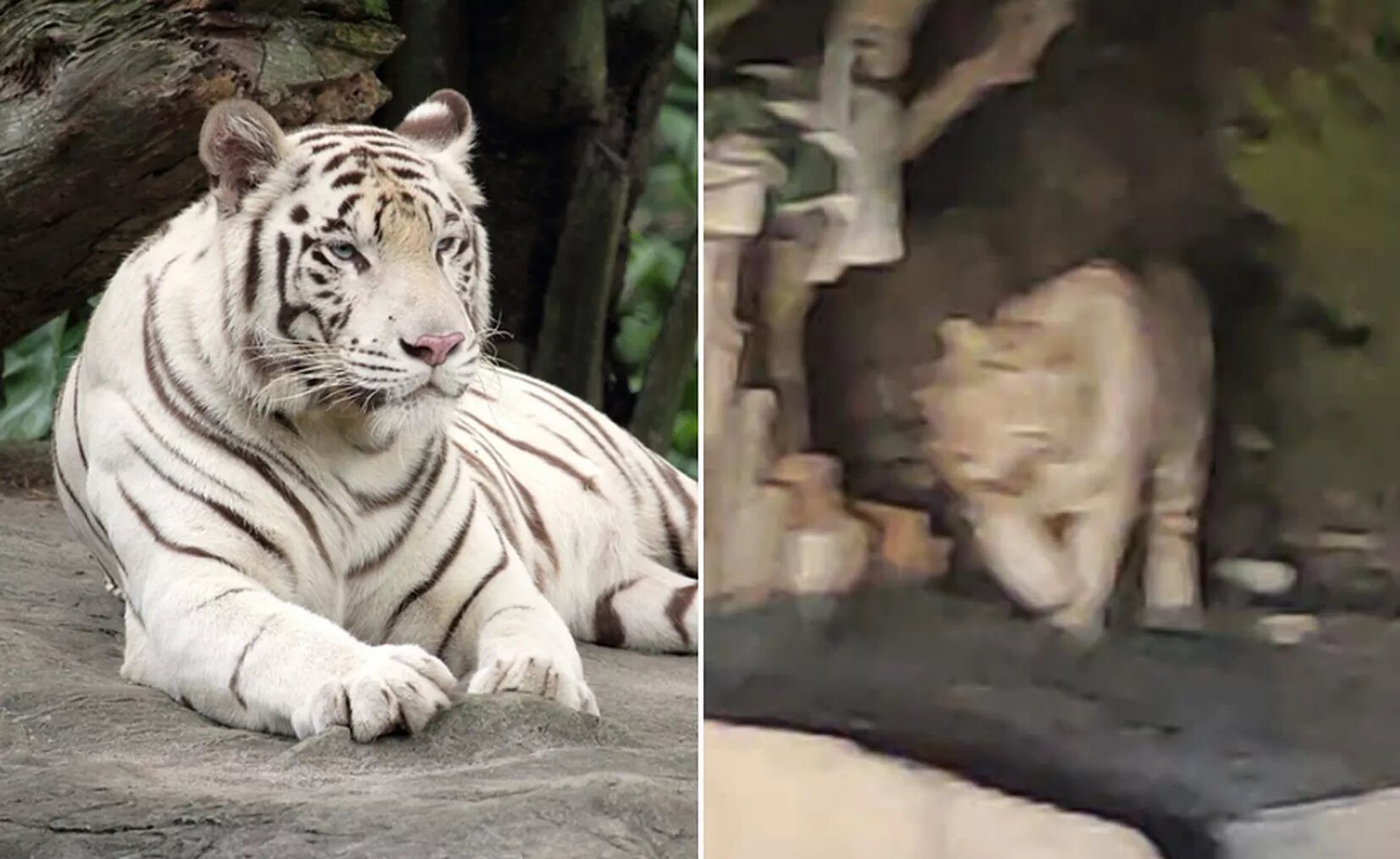 Querétaro: matan un tigre blanco