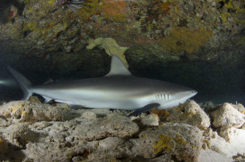 Aventúrate a conocer la misteriosa Cueva de los Tiburones Dormidos en Isla Mujeres