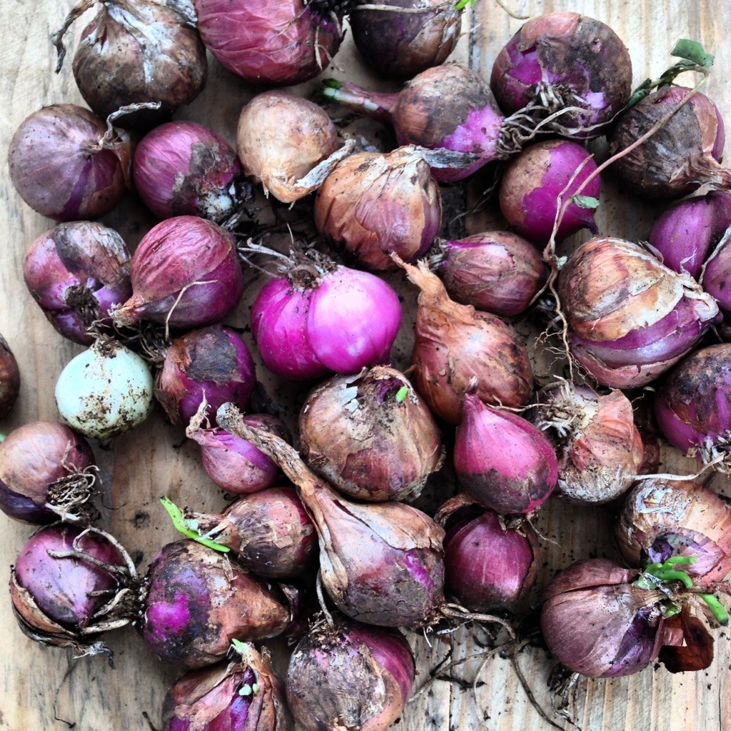 Cebollitas de Ixil, herencia yucateca en peligro de extinción