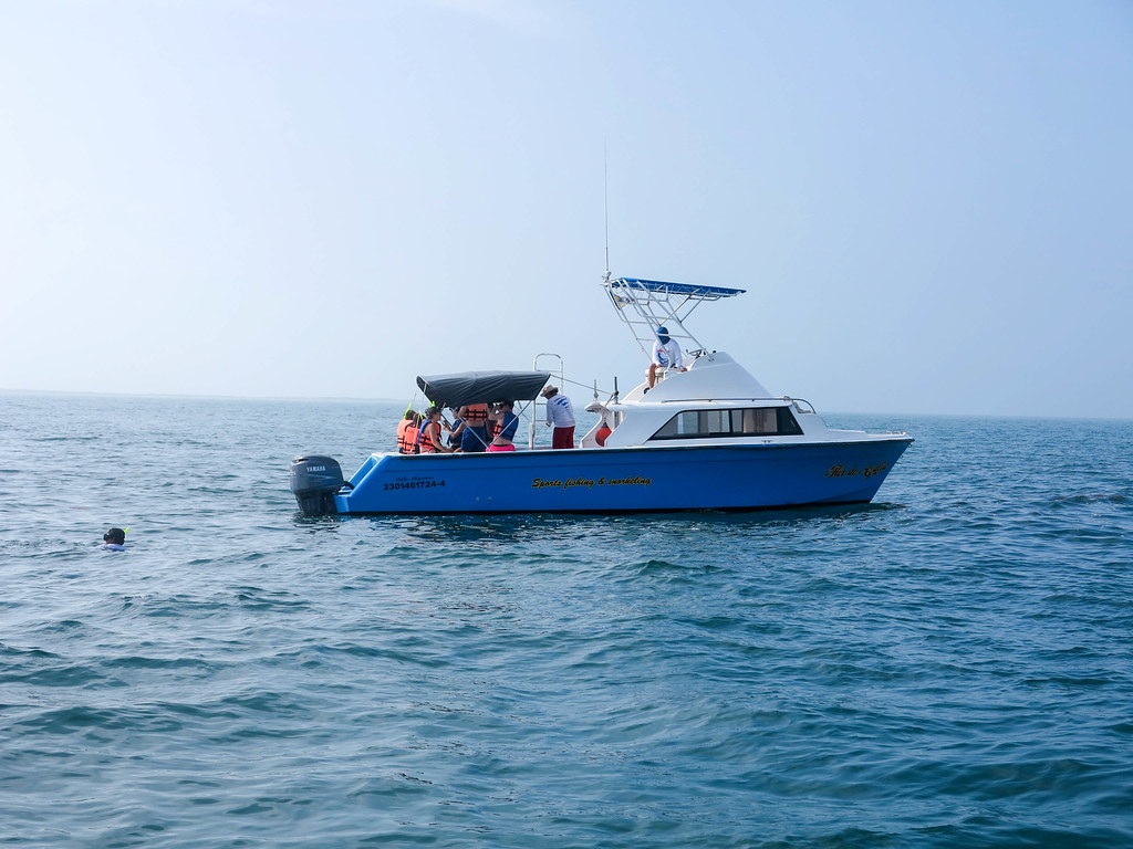 Guía básica para nadar con tiburón ballena en cancún la revista del sureste mx 36380734236 4124Ac8C1D B