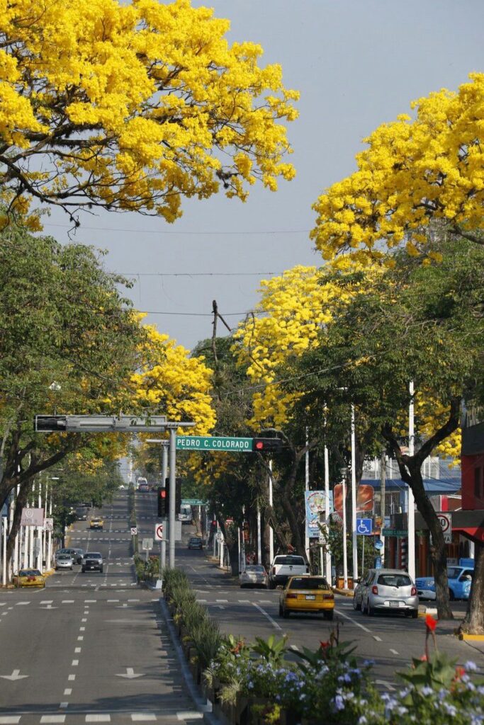 Macuilís, guayacanes y framboyanes, el alma primaveral de tabasco la revista del sureste mx 564E4D3E1Cb32603D22A1E35E836B087 1