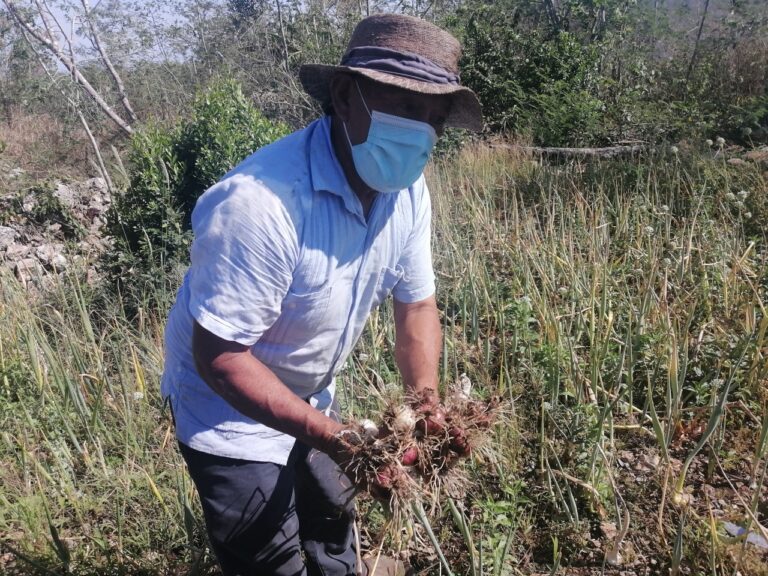 Cebollitas De Ixil Scaled 2