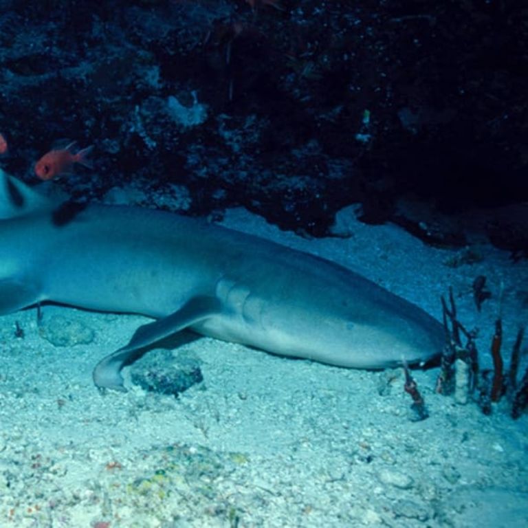 Aventúrate a conocer la misteriosa cueva de los tiburones dormidos en isla mujeres la revista del sureste mx F768X1 51953 52080 79