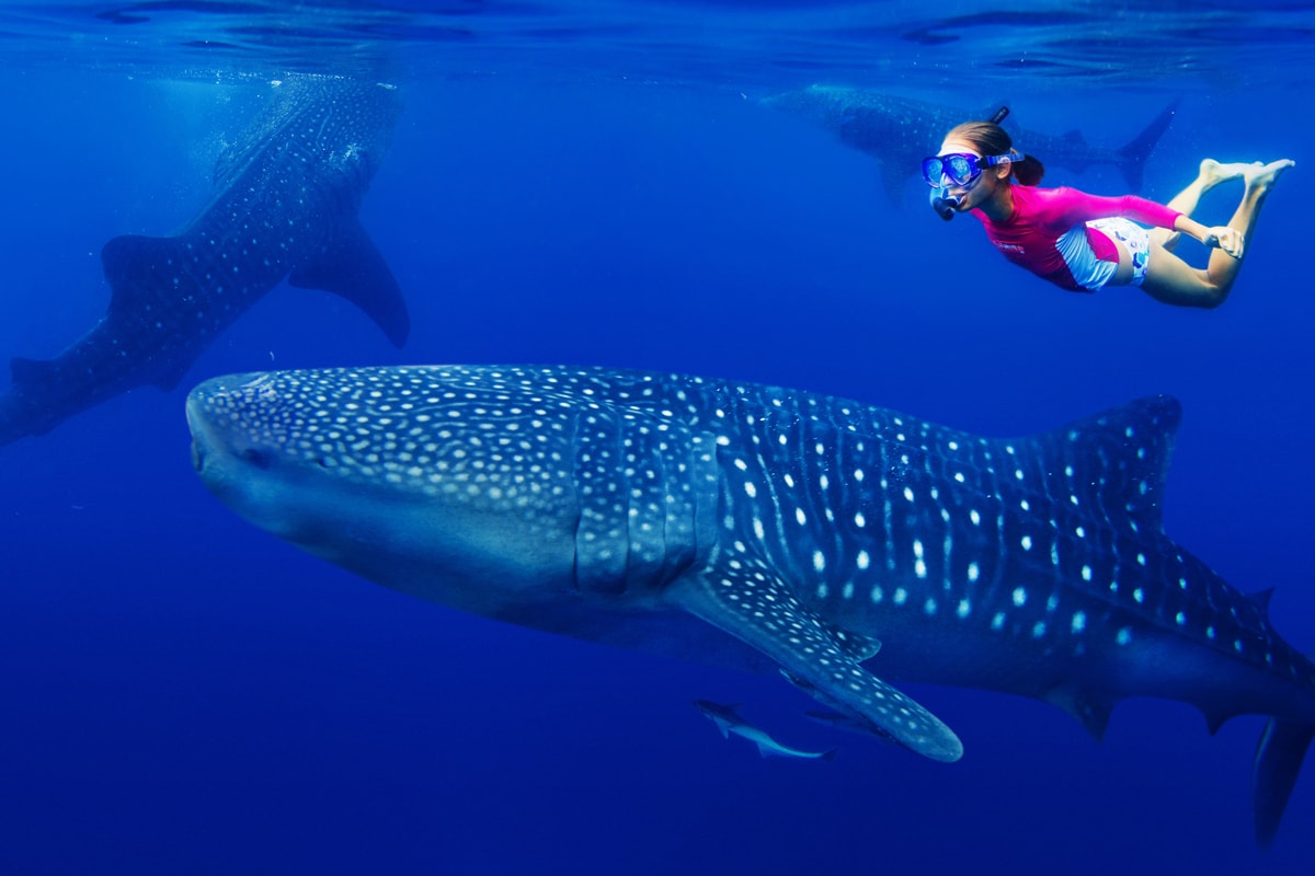 Guía básica para nadar con tiburón ballena en Cancún