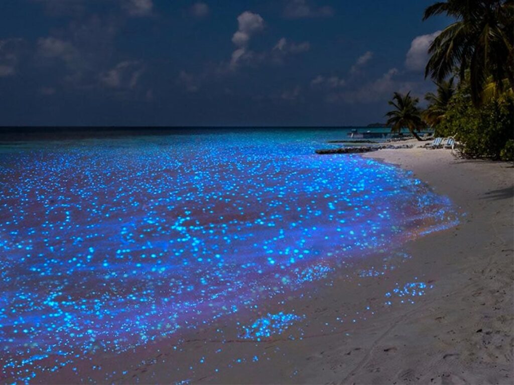 Bioluminiscencia en holbox: todo lo que tienes que saber la revista del sureste mx Playa Bioluminiscente Holbox 1