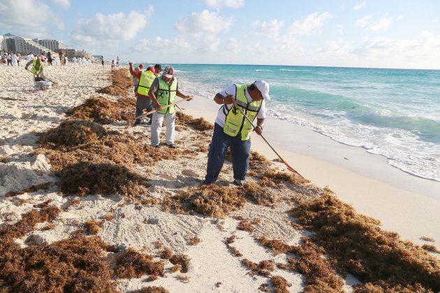 Gobernador de Cancún pide a la población unirse para limpiar las playas de sargazo